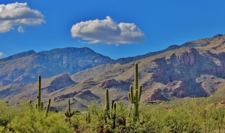 White Mountains Arizona with cactus Image by Michelle Pitzel from Pixabay